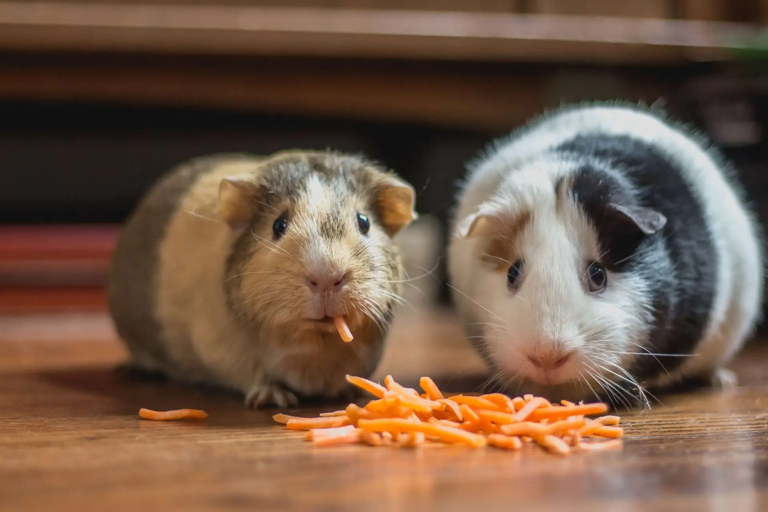 Small Pets